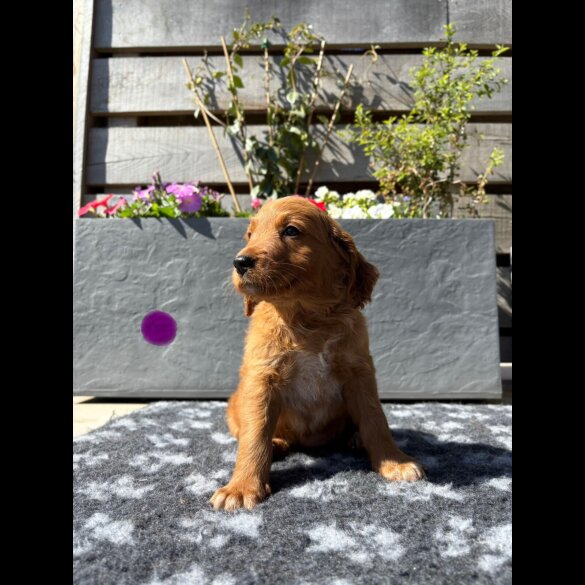 Goldendoodle - Both