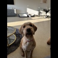Goldendoodle - Both