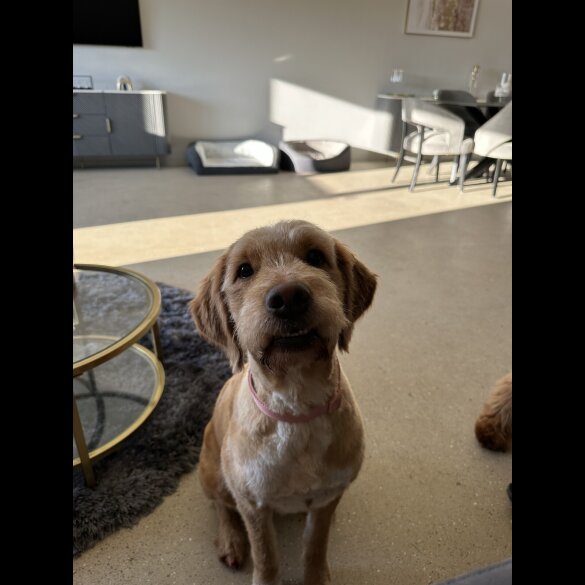 Goldendoodle - Both