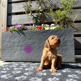 Goldendoodle - Both