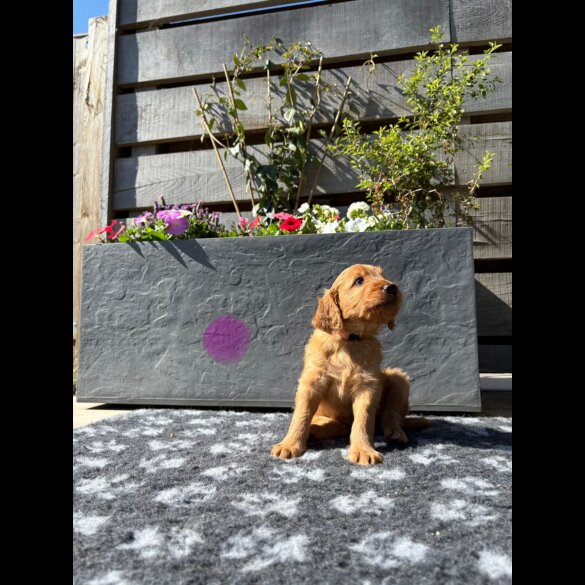 Goldendoodle - Both