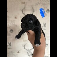 Patterdale Terrier - Both