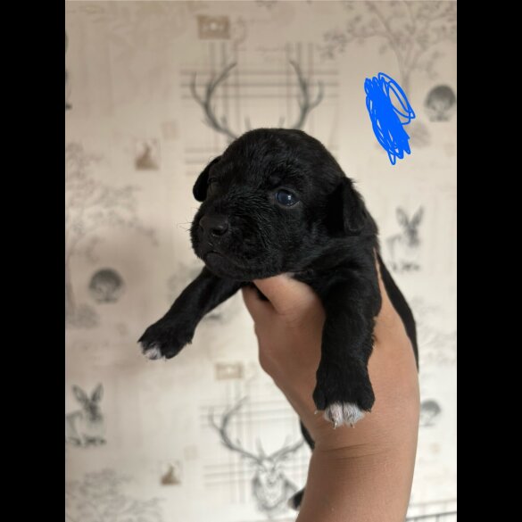 Patterdale Terrier - Both