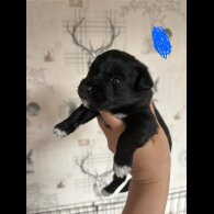 Patterdale Terrier - Both