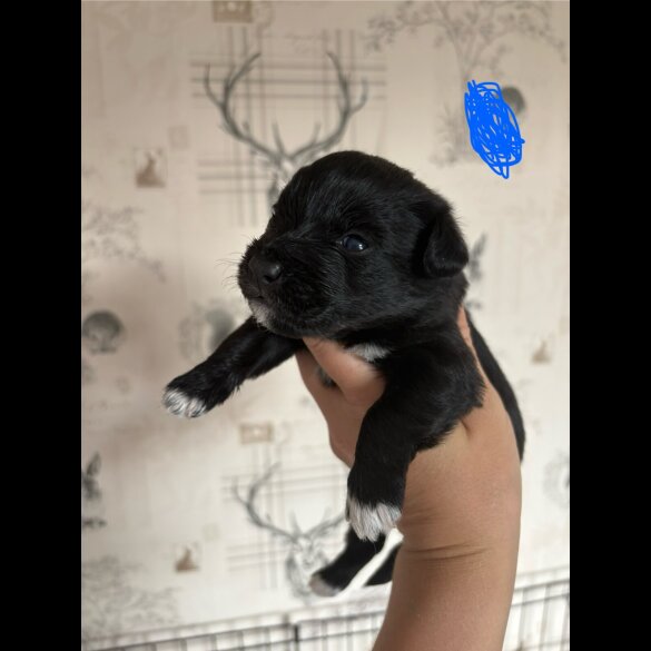 Patterdale Terrier - Both