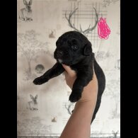 Patterdale Terrier - Both