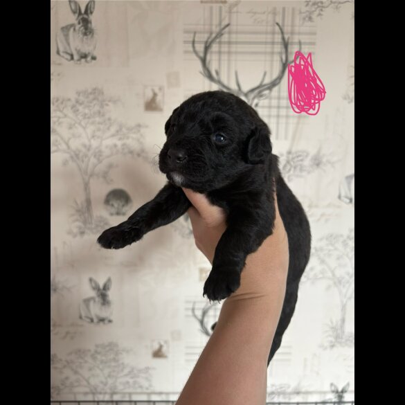 Patterdale Terrier - Both