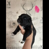 Patterdale Terrier - Both