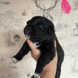 Patterdale Terrier - Both