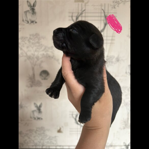 Patterdale Terrier - Both