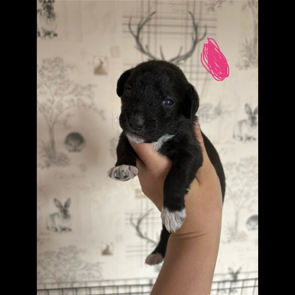 Patterdale Terrier - Both