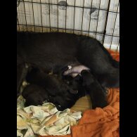 Patterdale Terrier - Both
