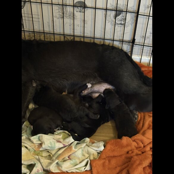 Patterdale Terrier - Both
