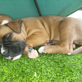 Boxer - Both
