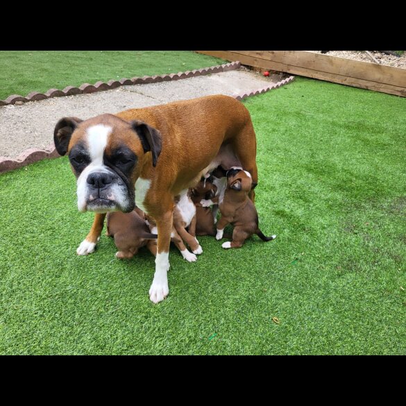 Boxer - Both