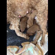 Toy Poodle - Both
