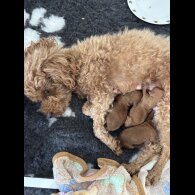 Toy Poodle - Both