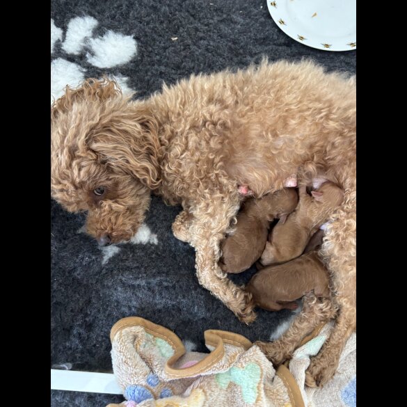 Toy Poodle - Both
