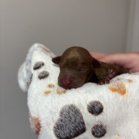 Toy Poodle - Both