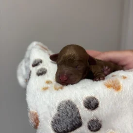Toy Poodle - Both