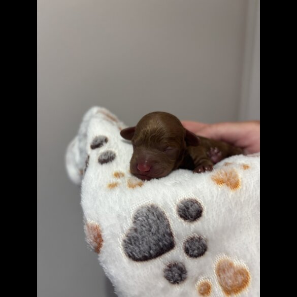 Toy Poodle - Both