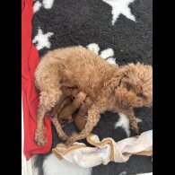 Toy Poodle - Both