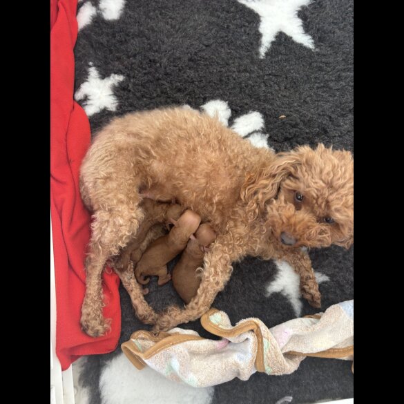 Toy Poodle - Both