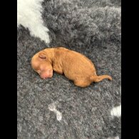 Toy Poodle - Both