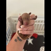 Toy Poodle - Both