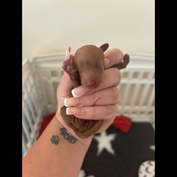 Toy Poodle - Both
