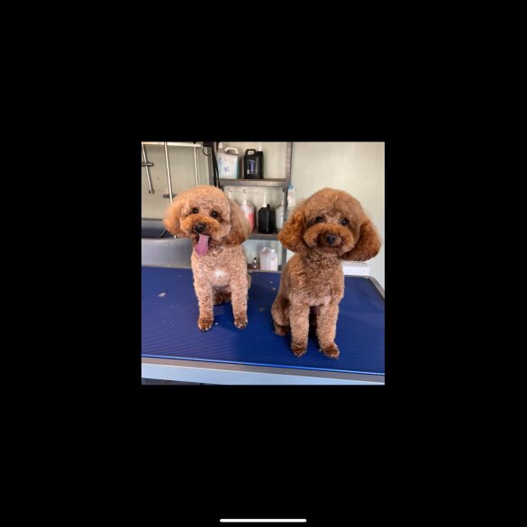 Toy Poodle - Both