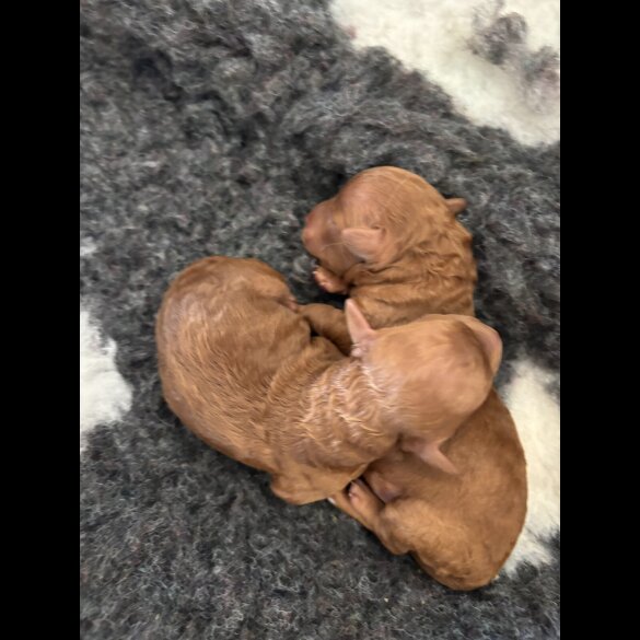 Toy Poodle - Both