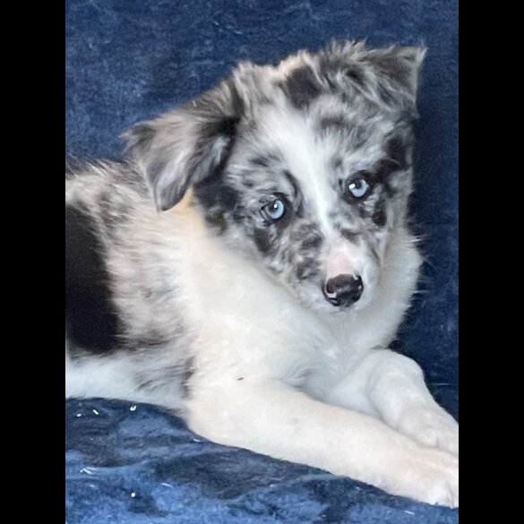 Border Collie - Dogs