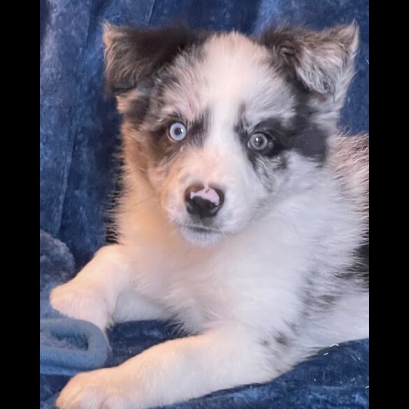 Border Collie - Dogs