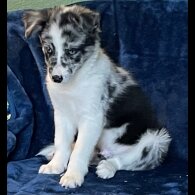 Border Collie - Dogs