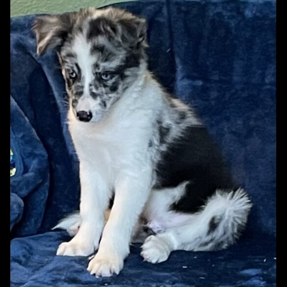 Border Collie - Dogs