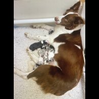 Border Collie - Dogs