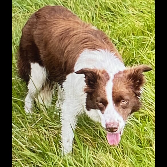 Border Collie - Dogs