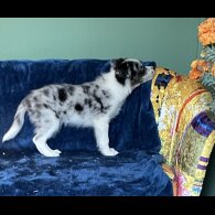 Border Collie - Dogs