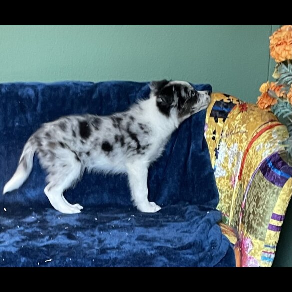 Border Collie - Dogs