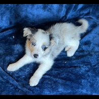 Border Collie - Dogs