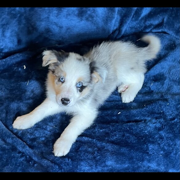 Border Collie - Dogs