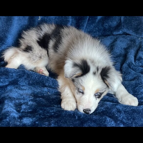 Border Collie - Dogs
