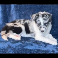 Border Collie - Dogs