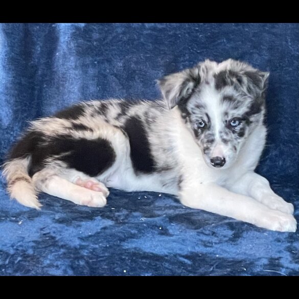 Border Collie - Dogs