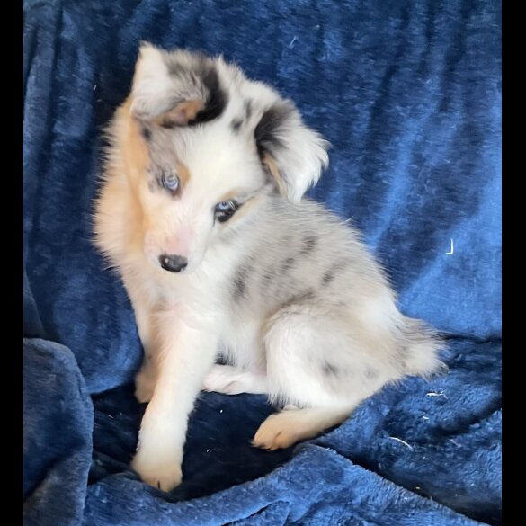 Border Collie - Dogs