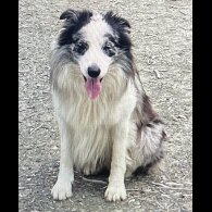 Border Collie - Dogs