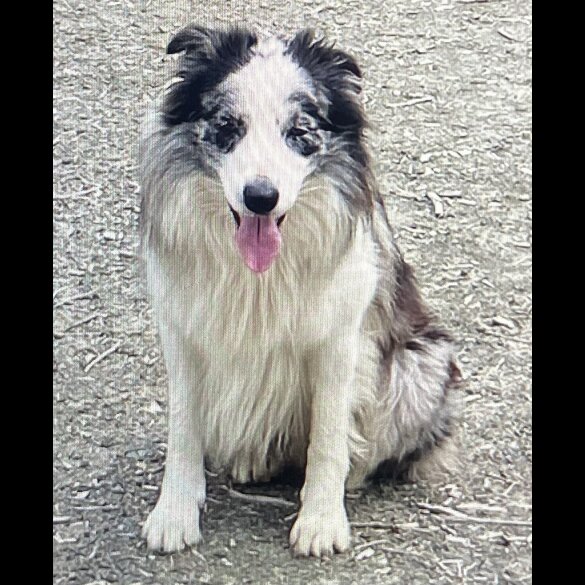 Border Collie - Dogs