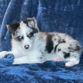 Border Collie - Dogs