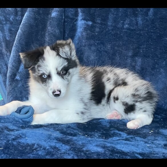 Border Collie - Dogs